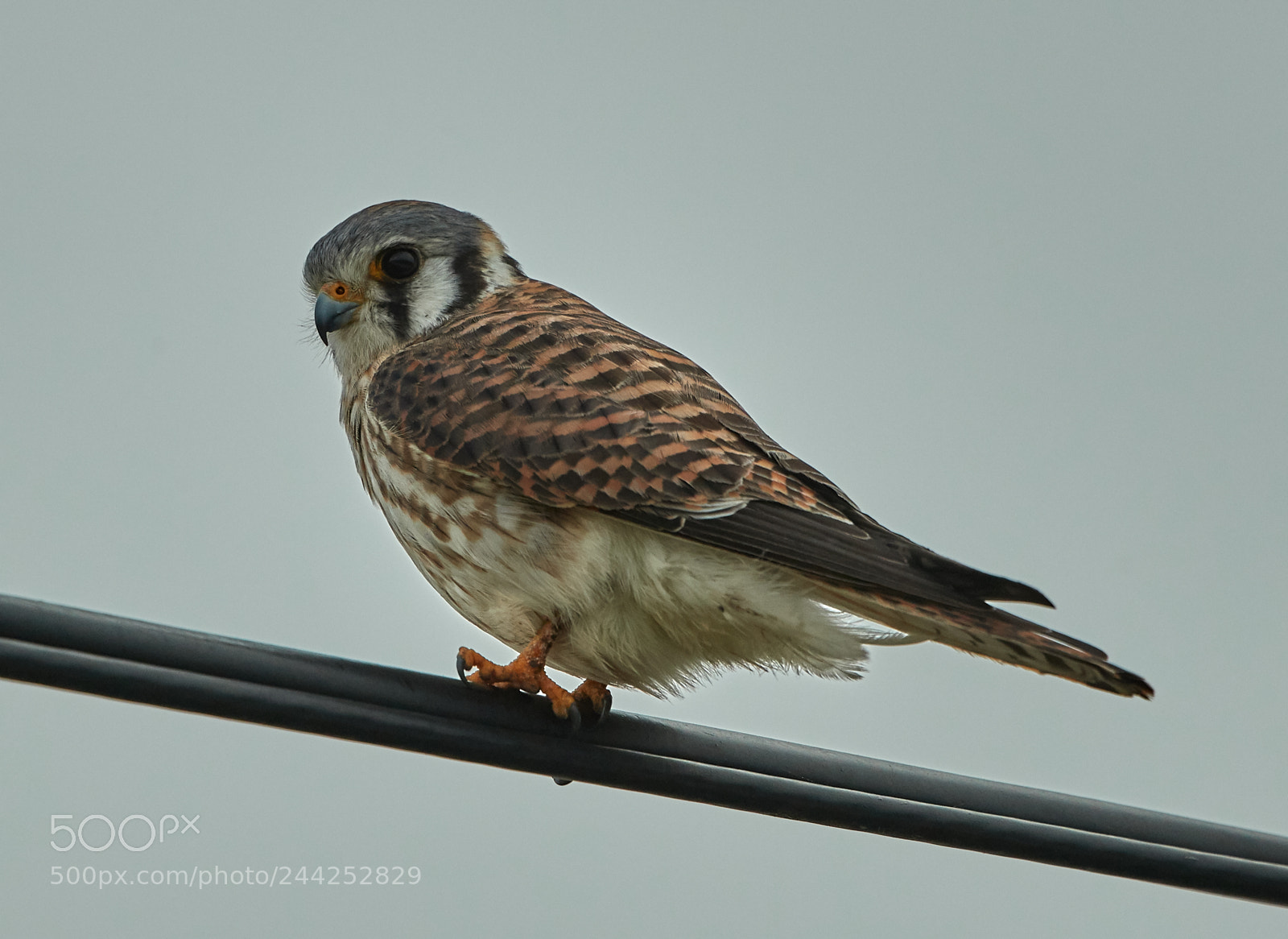 Canon EOS-1D X Mark II sample photo. 01-29-18-0001412.jpg photography