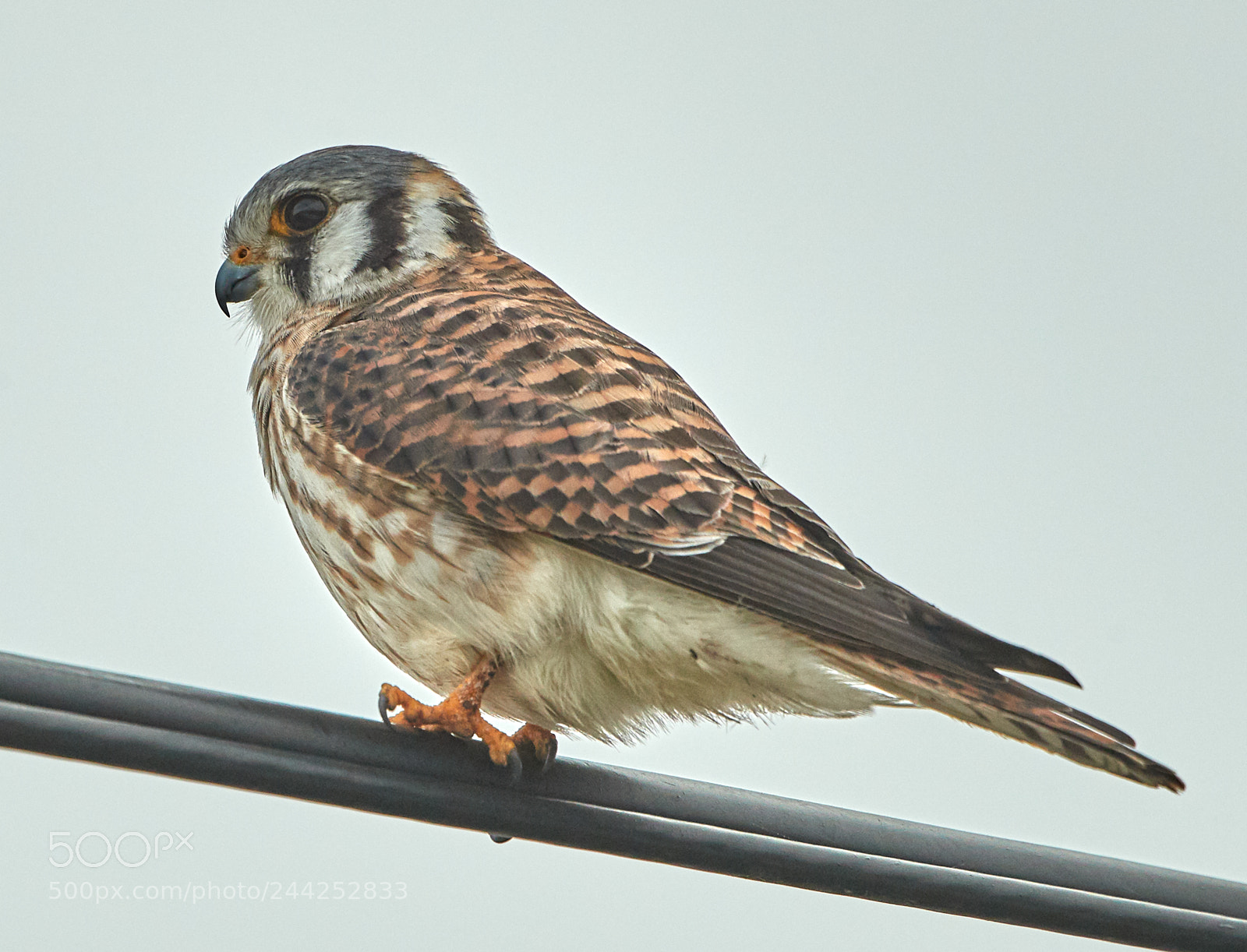 Canon EOS-1D X Mark II sample photo. 01-29-18-0001414.jpg photography