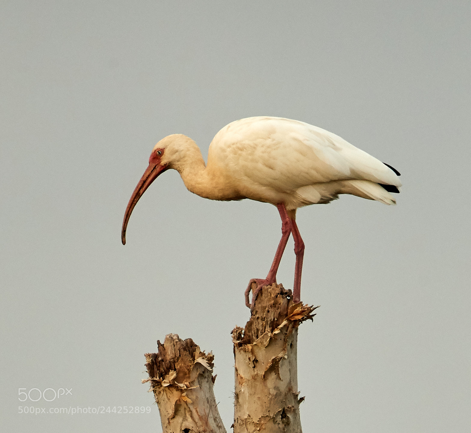 Canon EOS-1D X Mark II sample photo. 01-29-18-0001424.jpg photography