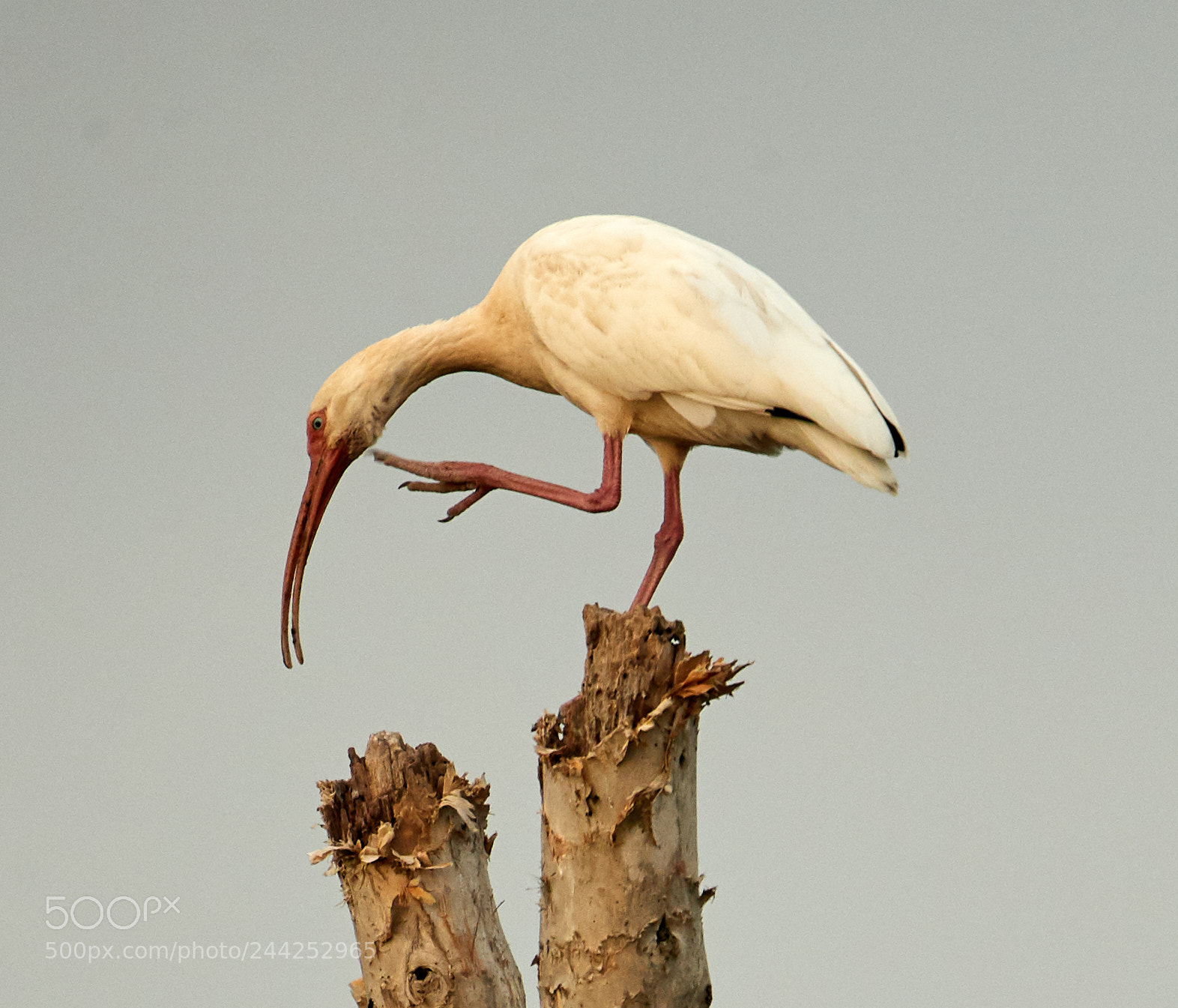 Canon EOS-1D X Mark II sample photo. 01-29-18-0001426.jpg photography