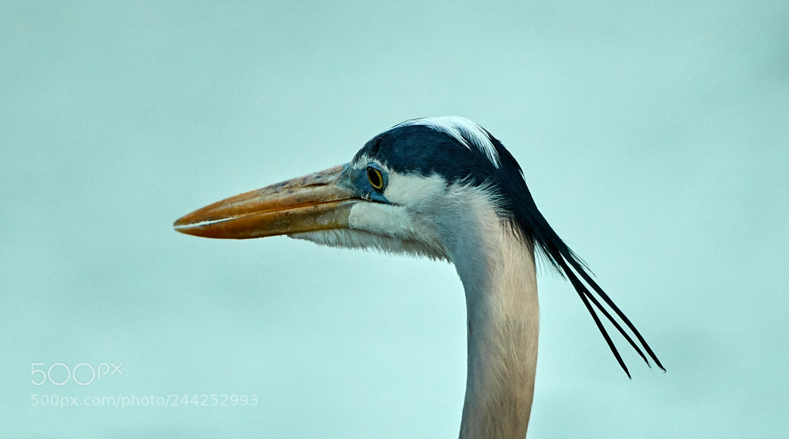 Canon EOS-1D X Mark II sample photo. 01-29-18-0001438.jpg photography