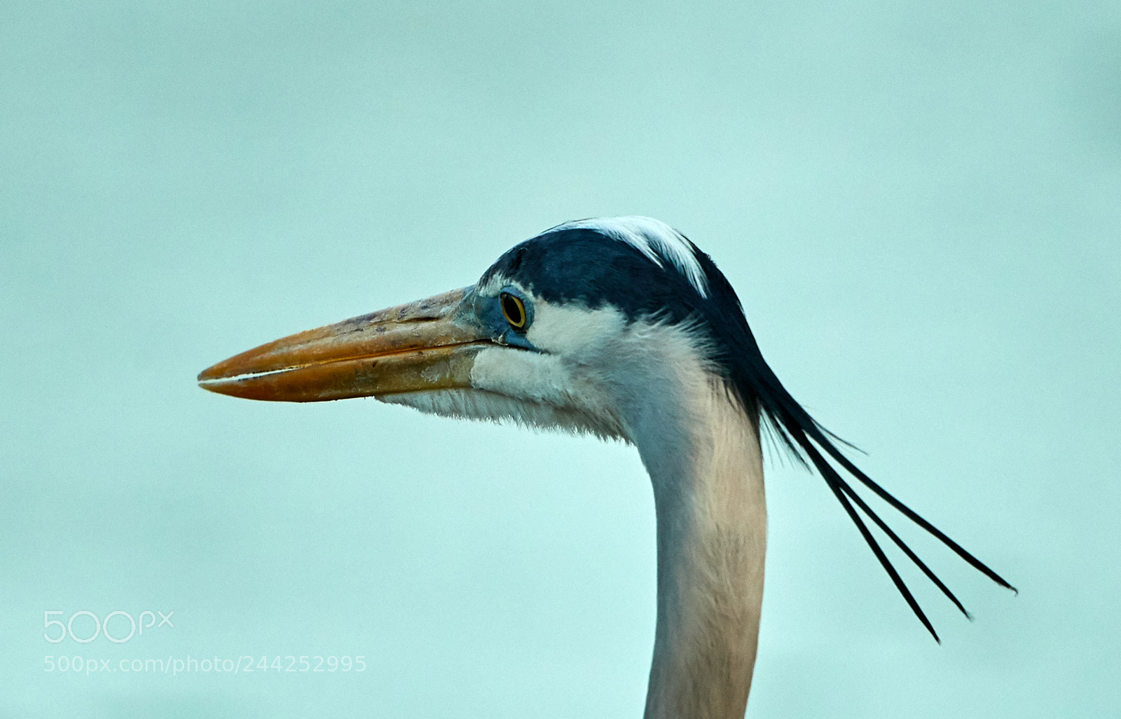 Canon EOS-1D X Mark II sample photo. 01-29-18-0001439.jpg photography