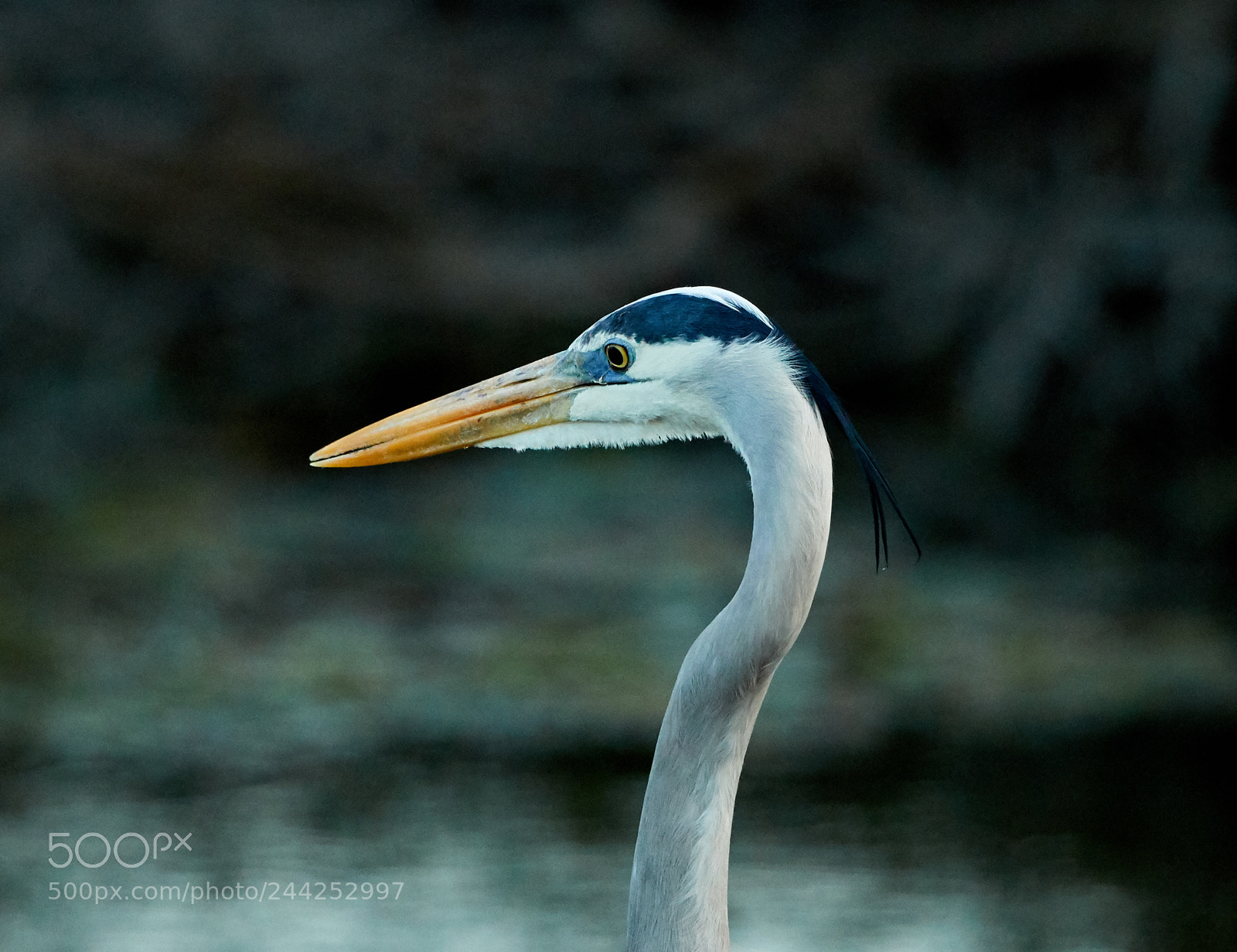 Canon EOS-1D X Mark II sample photo. 01-29-18-0001442.jpg photography