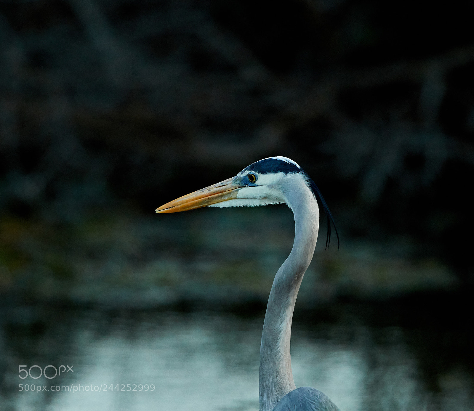 Canon EOS-1D X Mark II sample photo. 01-29-18-0001443.jpg photography