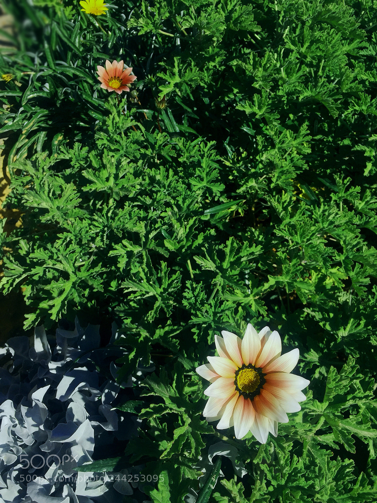 Apple iPhone 6 sample photo. Untitled photography