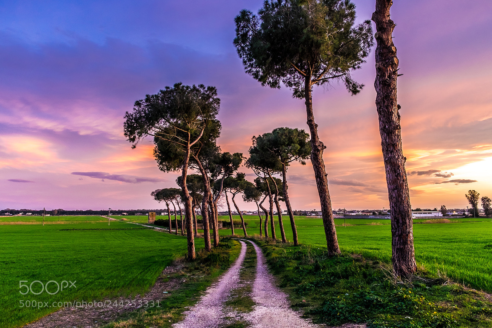 Fujifilm X-T10 sample photo. Tree path at sunset photography