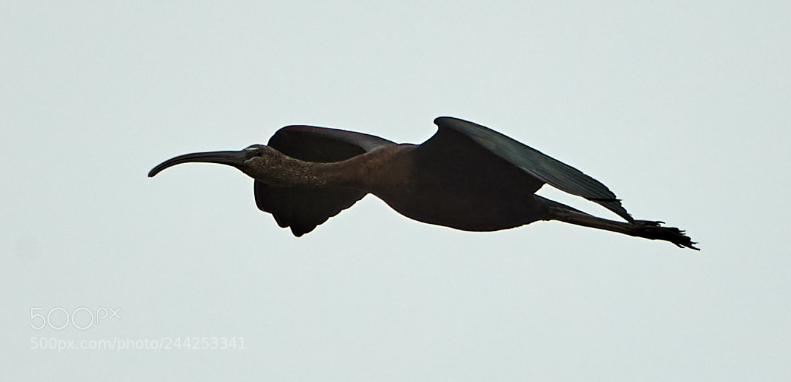 Canon EOS-1D X Mark II sample photo. 01-29-18-0001264.jpg photography