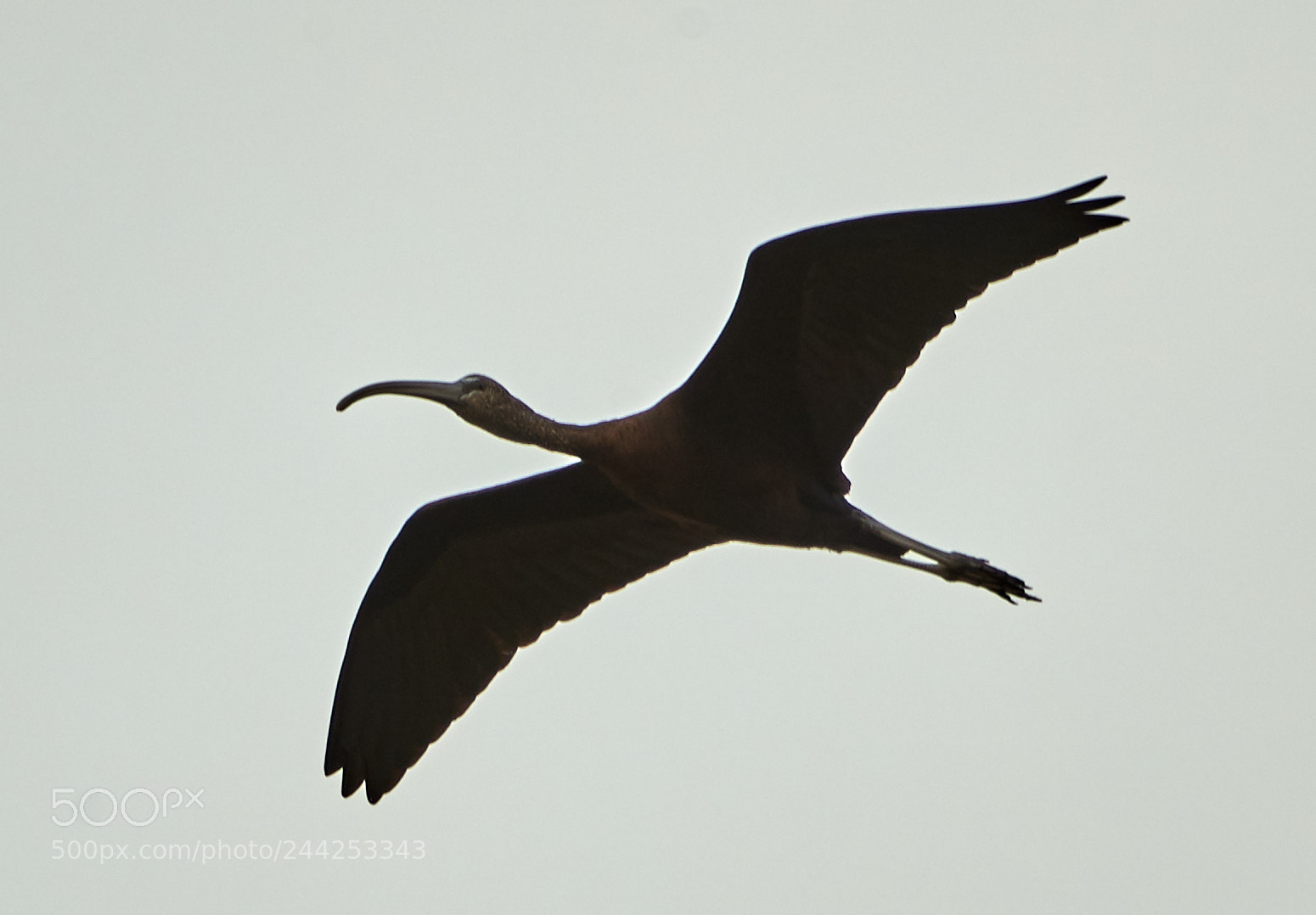 Canon EOS-1D X Mark II sample photo. 01-29-18-0001263.jpg photography