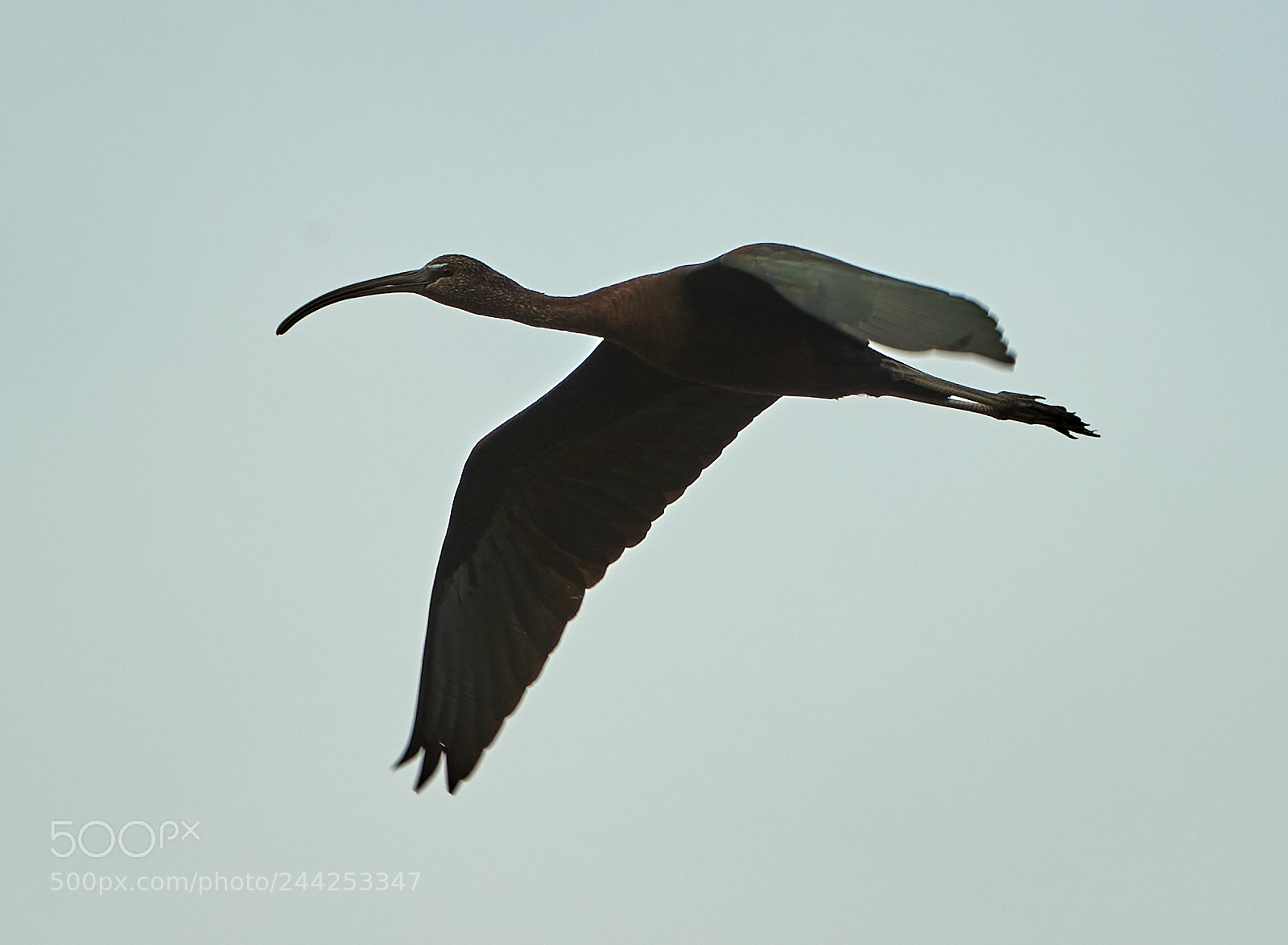 Canon EOS-1D X Mark II sample photo. 01-29-18-0001262.jpg photography