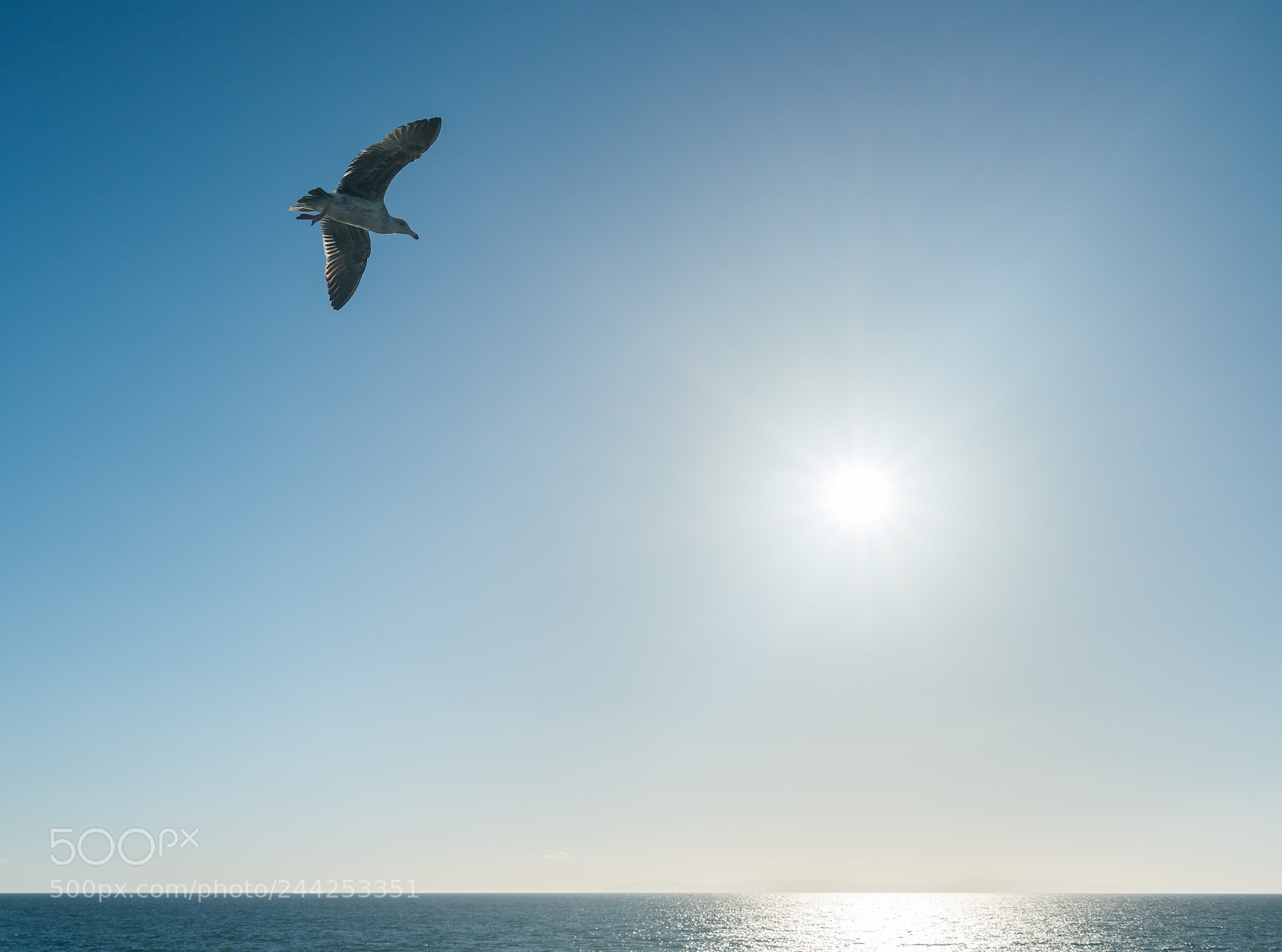 Sony a7R II sample photo. Sea gull gliding over photography