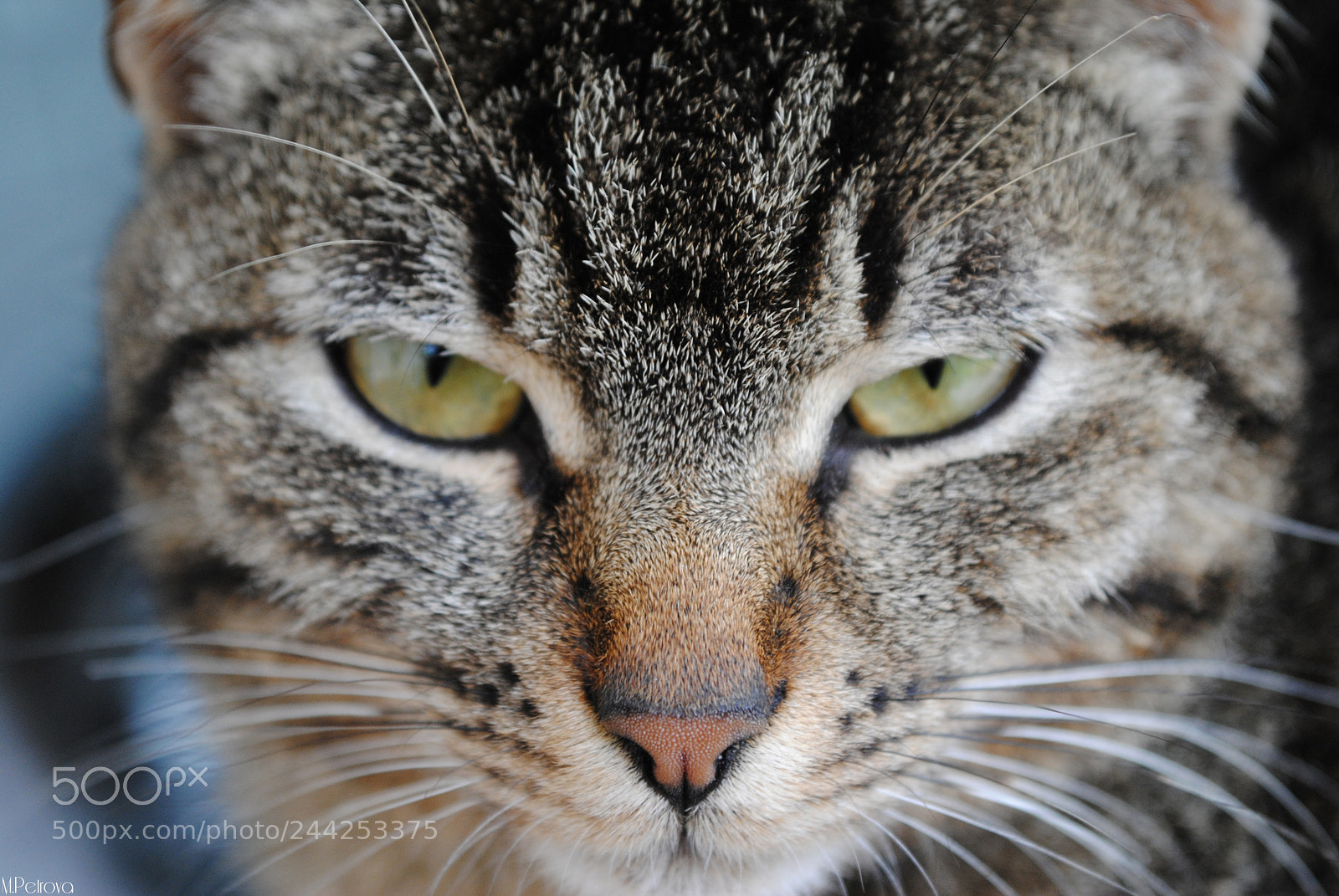 Nikon D3000 sample photo. Look at me photography