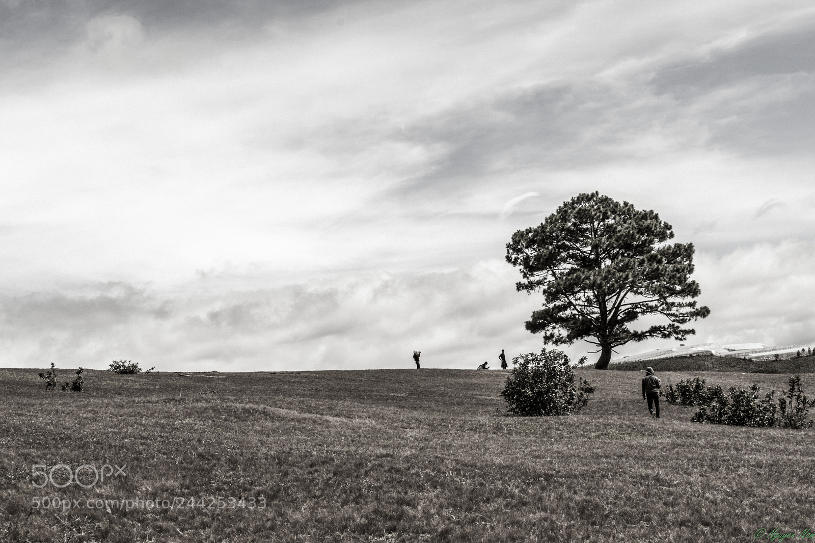Nikon D5500 sample photo. Alone tree photography