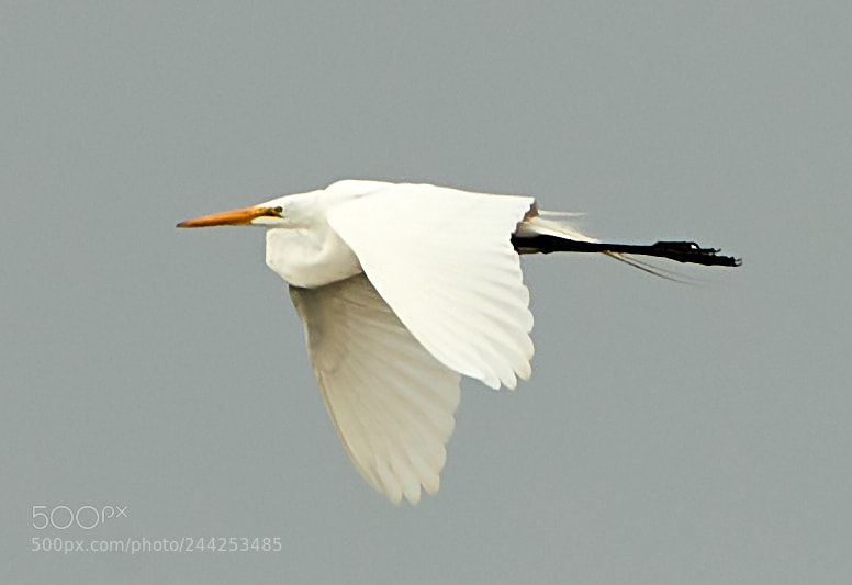 Canon EOS-1D X Mark II sample photo. 01-29-18-0001253.jpg photography