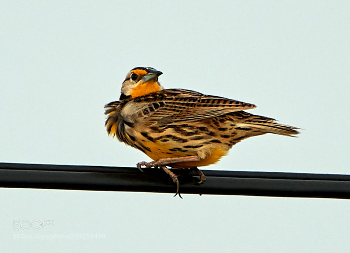 Canon EOS-1D X Mark II sample photo. 01-29-18-0001241.jpg photography
