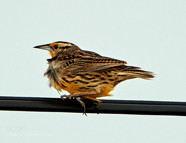 Canon EOS-1D X Mark II sample photo. 01-29-18-0001245.jpg photography