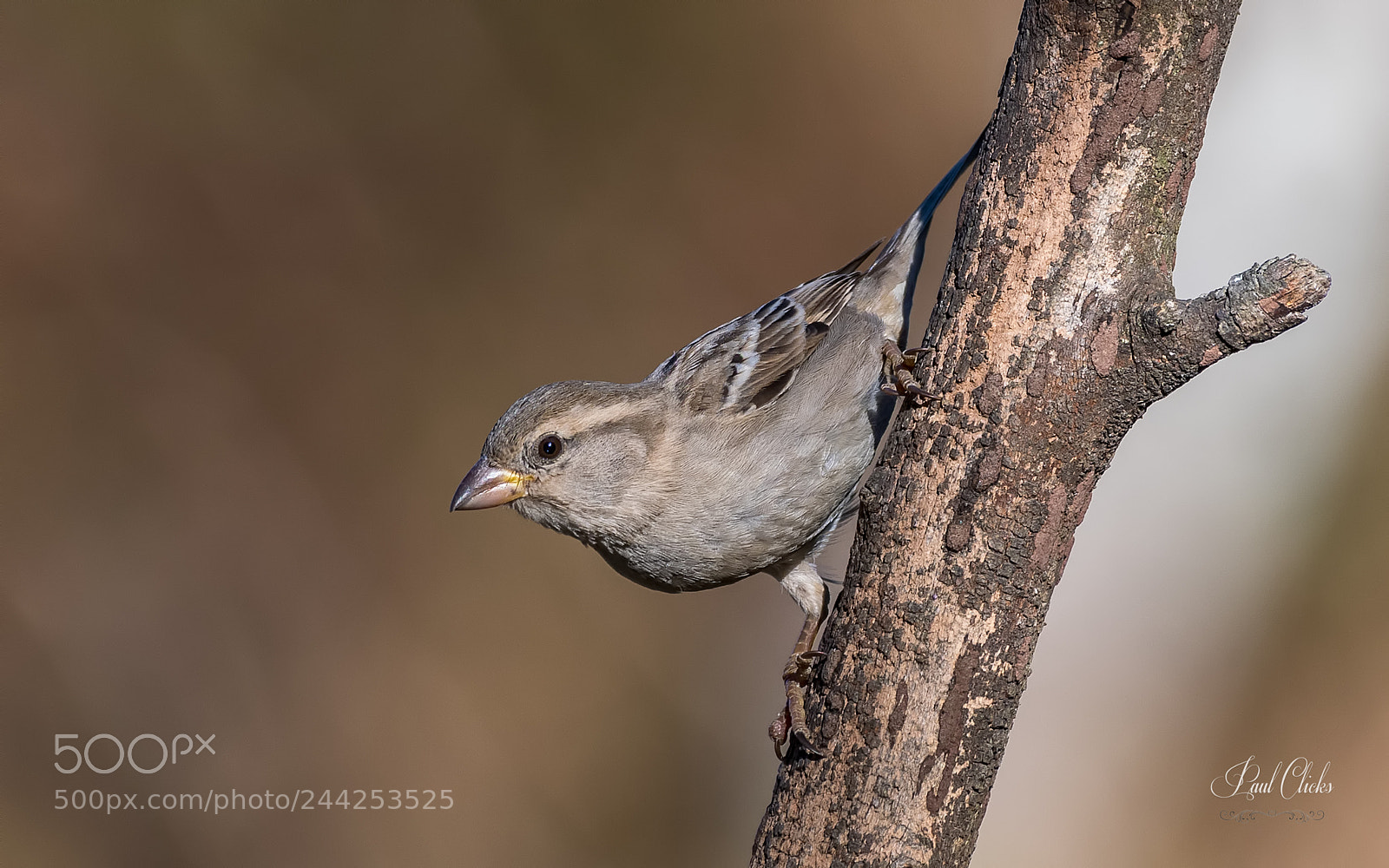 Nikon D500 sample photo. House sparrow - female photography