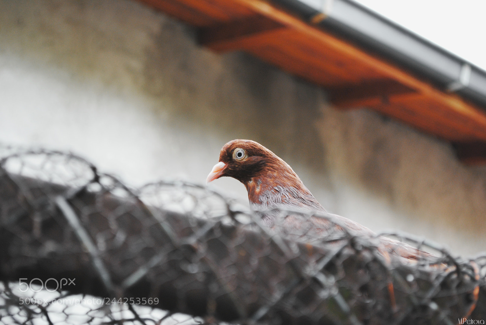 Nikon D3000 sample photo. Hello! photography