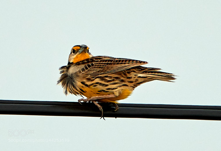 Canon EOS-1D X Mark II sample photo. 01-29-18-0001240.jpg photography