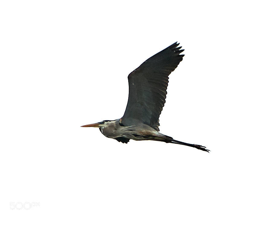 Canon EOS-1D X Mark II sample photo. 01-29-18-0001238.jpg photography