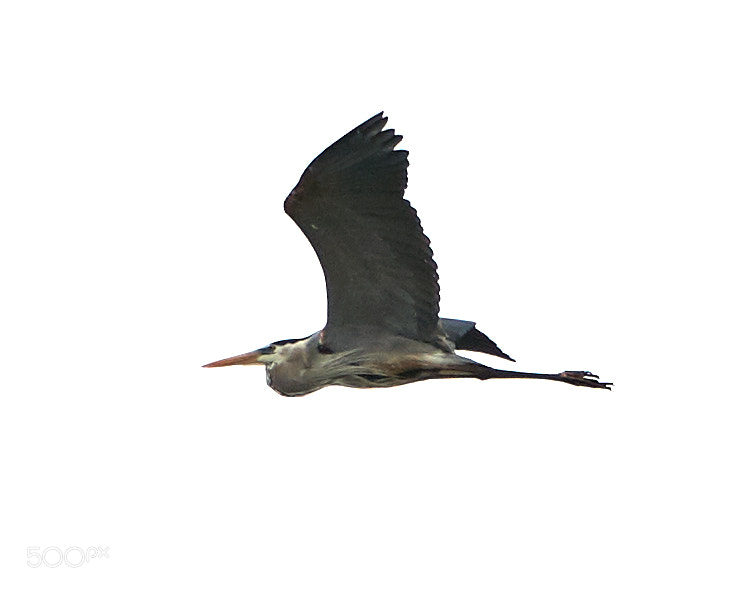 Canon EOS-1D X Mark II sample photo. 01-29-18-0001236.jpg photography