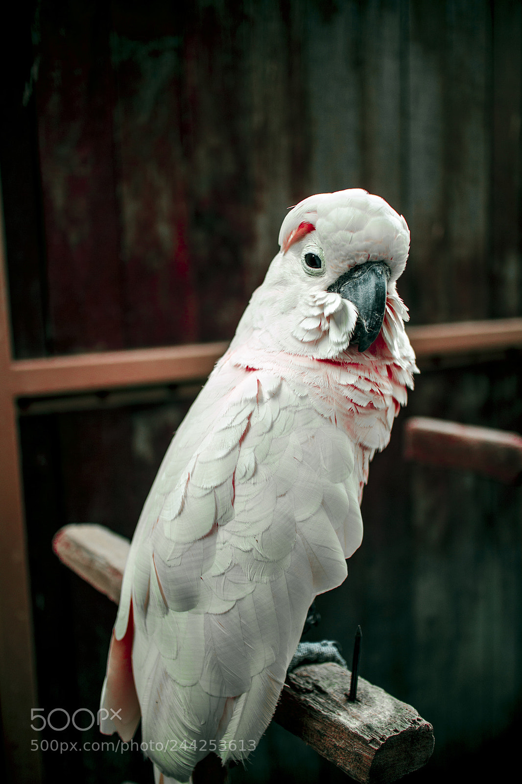 Canon EOS M sample photo. Handsome parrot photography