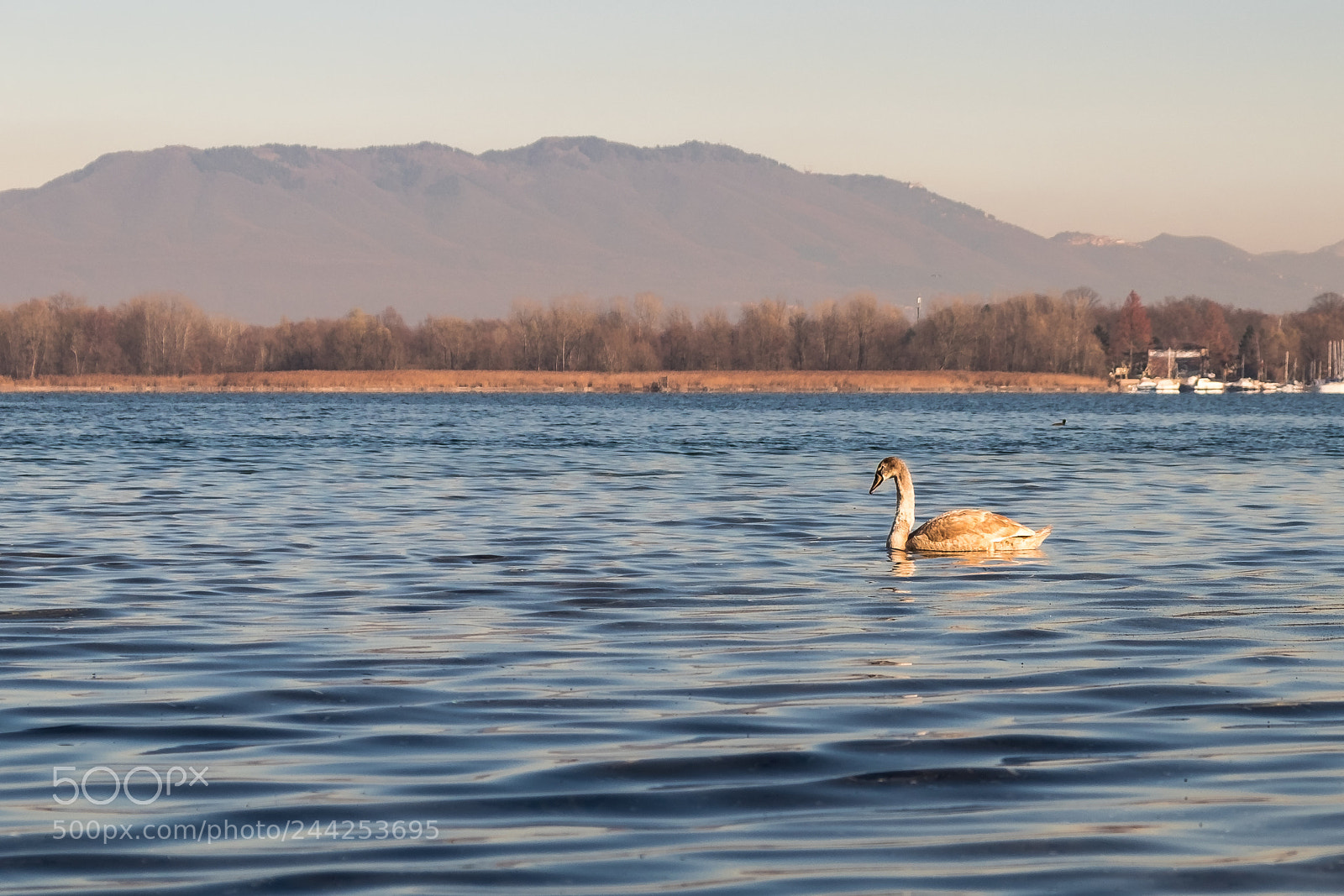 Fujifilm X-T10 sample photo. Swan on lake maggiore photography