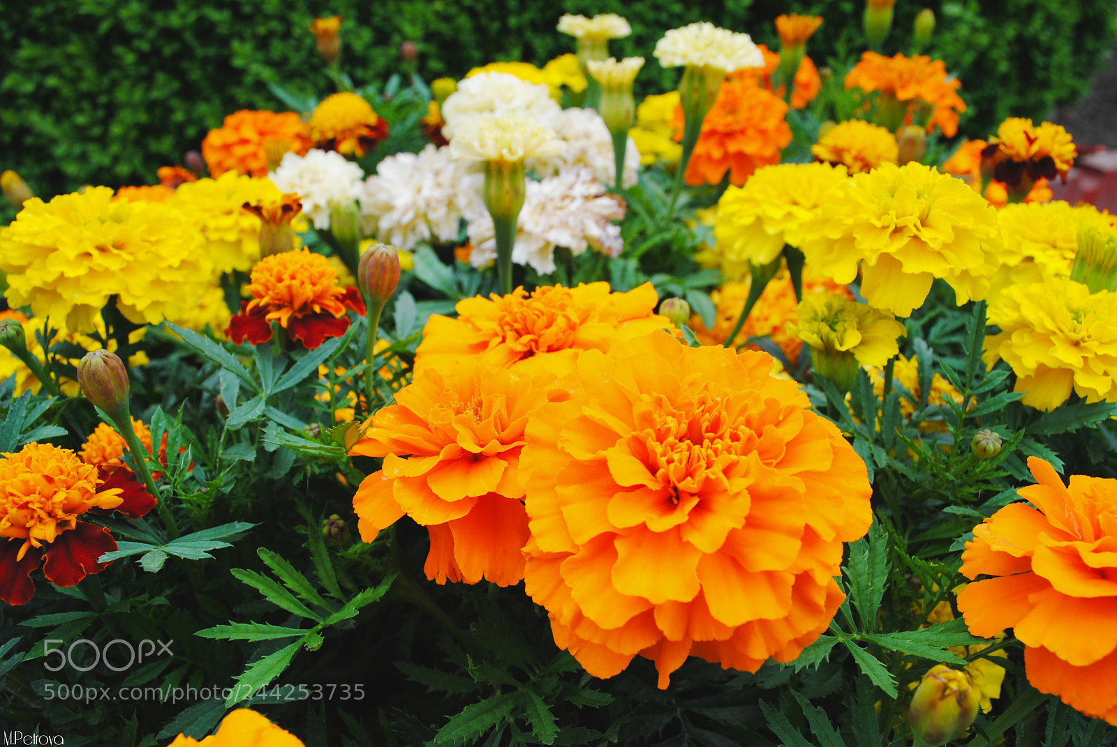 Nikon D3000 sample photo. Orange photography