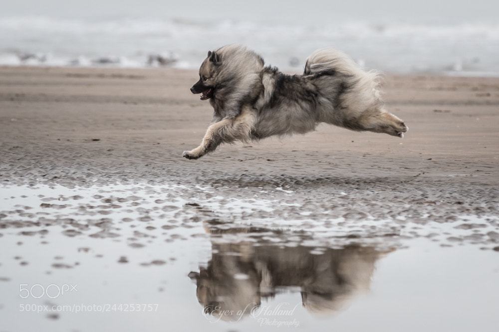 Canon EOS 7D Mark II sample photo. Flying at the beach photography