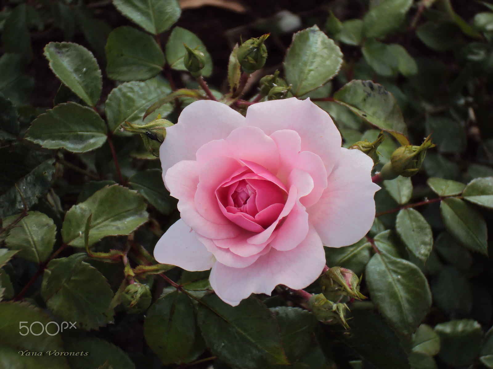 Sony DSC-W190 sample photo. The queen of flowers photography