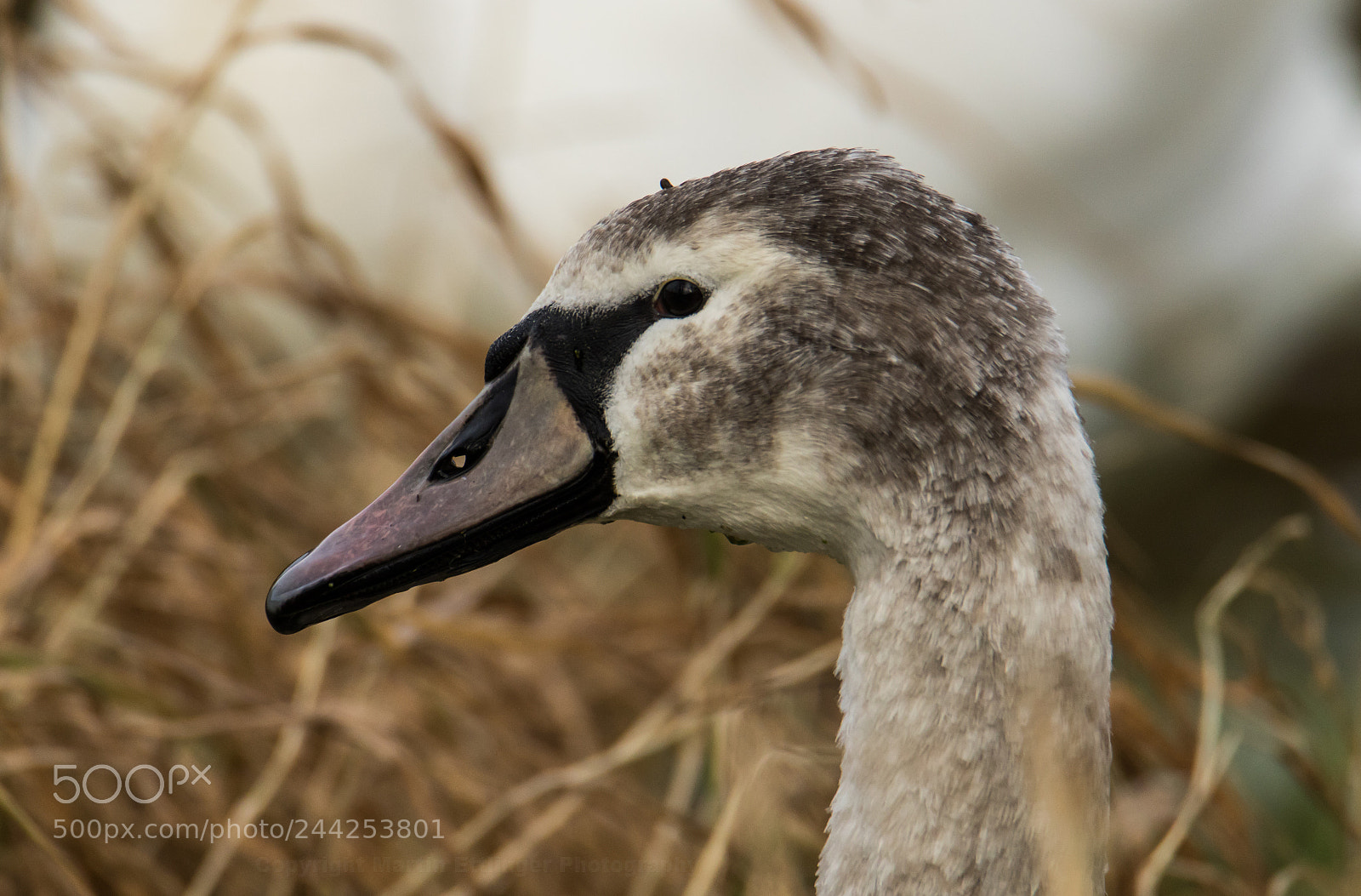 Canon EOS 7D Mark II sample photo. Mute swan young bird photography