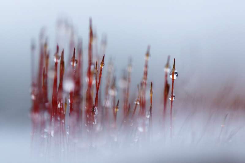Tamron SP AF 90mm F2.8 Di Macro sample photo. Thaw photography
