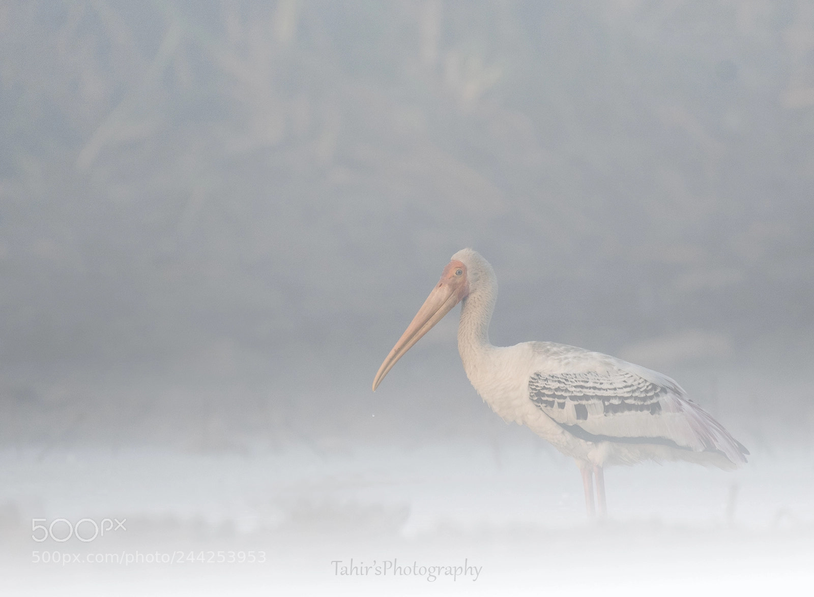 Nikon D500 sample photo. Painted stork photography