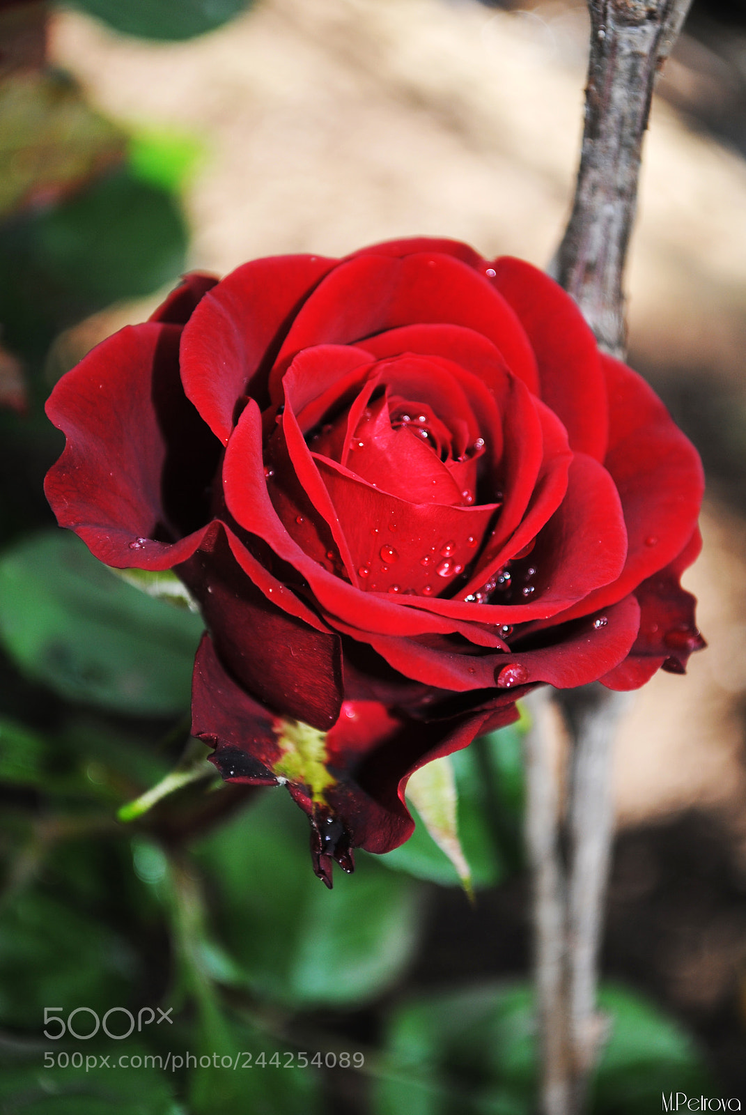 Nikon D3000 sample photo. Red rose photography