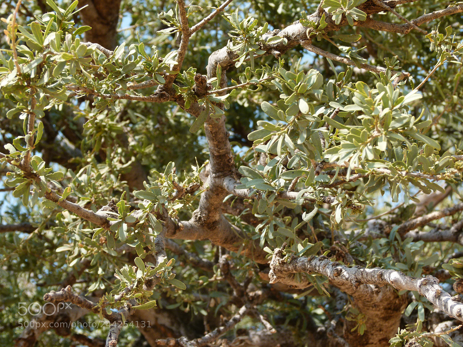Panasonic Lumix DMC-FZ100 sample photo. Branches - african tree photography