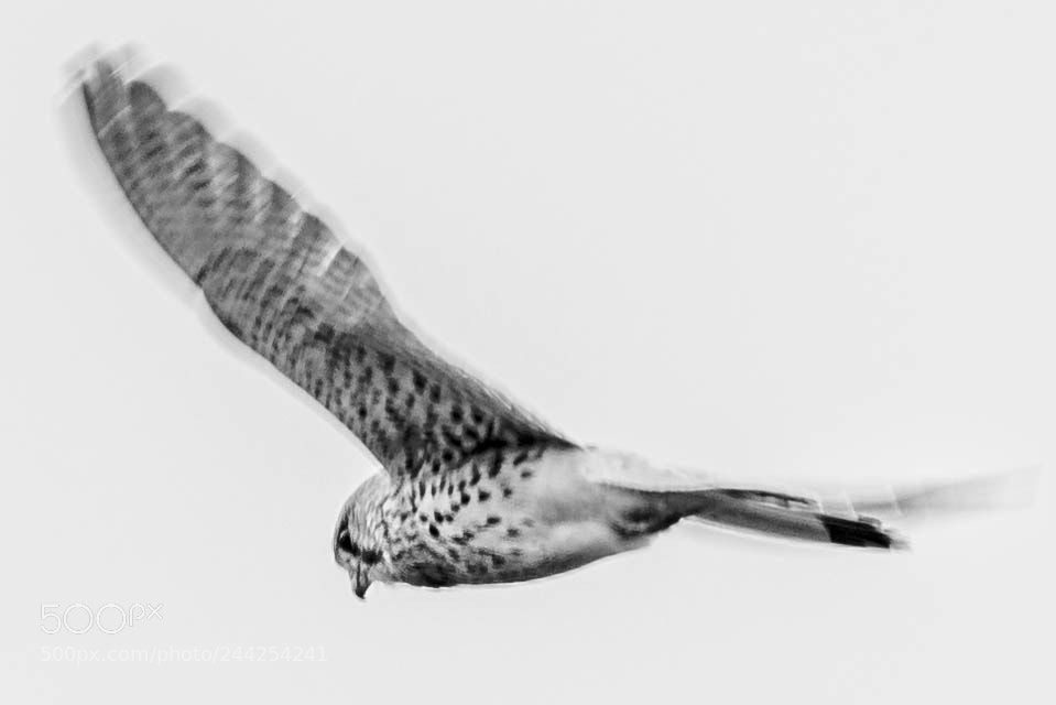 Nikon D500 sample photo. Aves photography