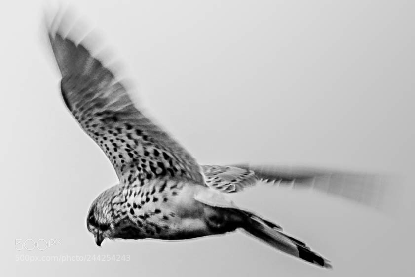 Nikon D500 sample photo. Aves photography