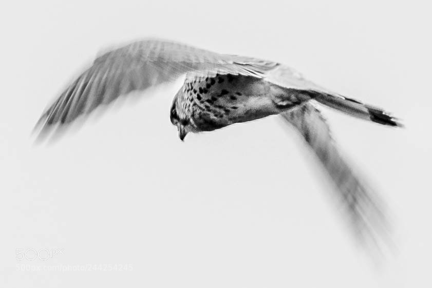 Nikon D500 sample photo. Aves photography