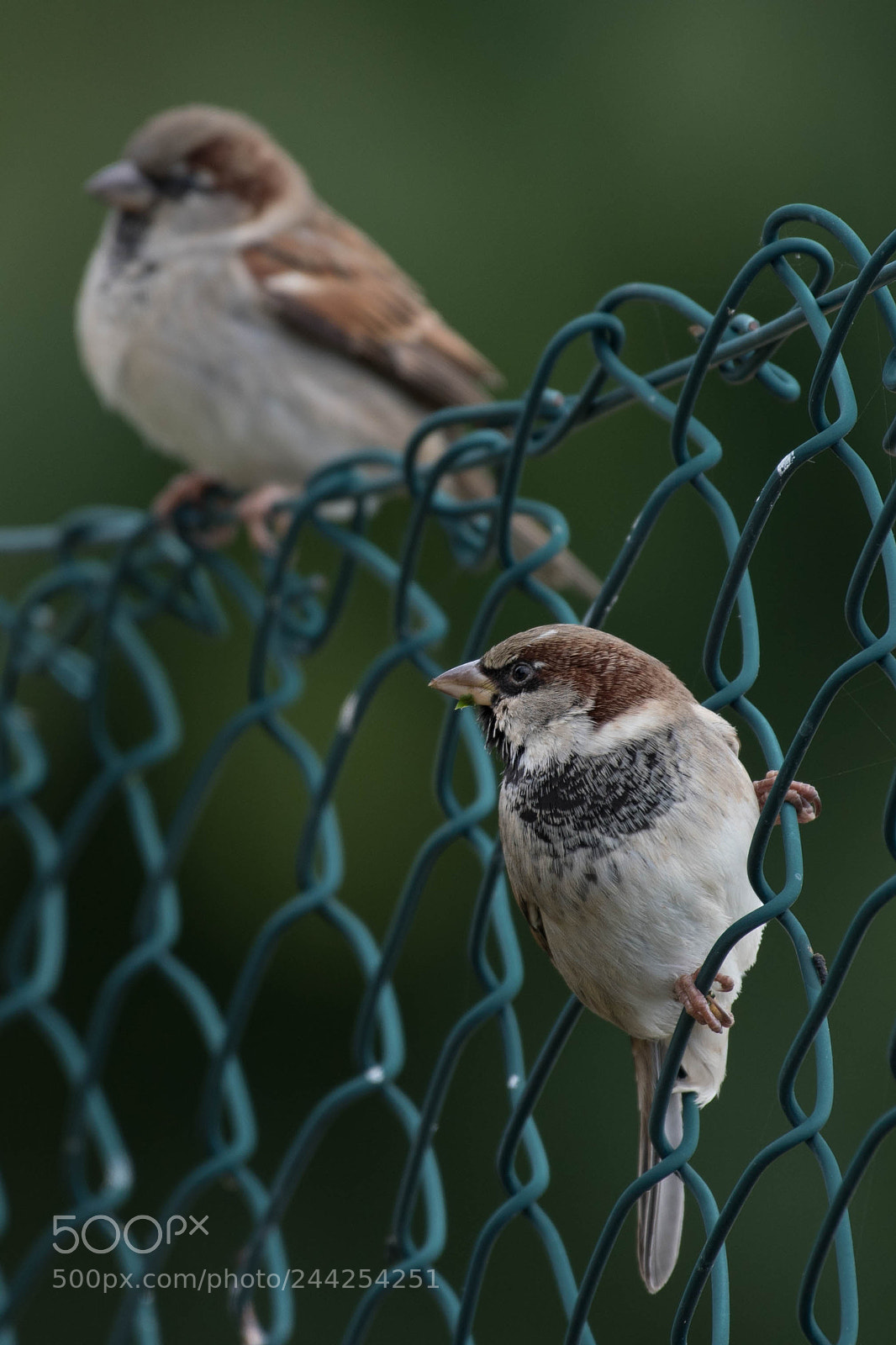 Nikon D500 sample photo. Aves photography
