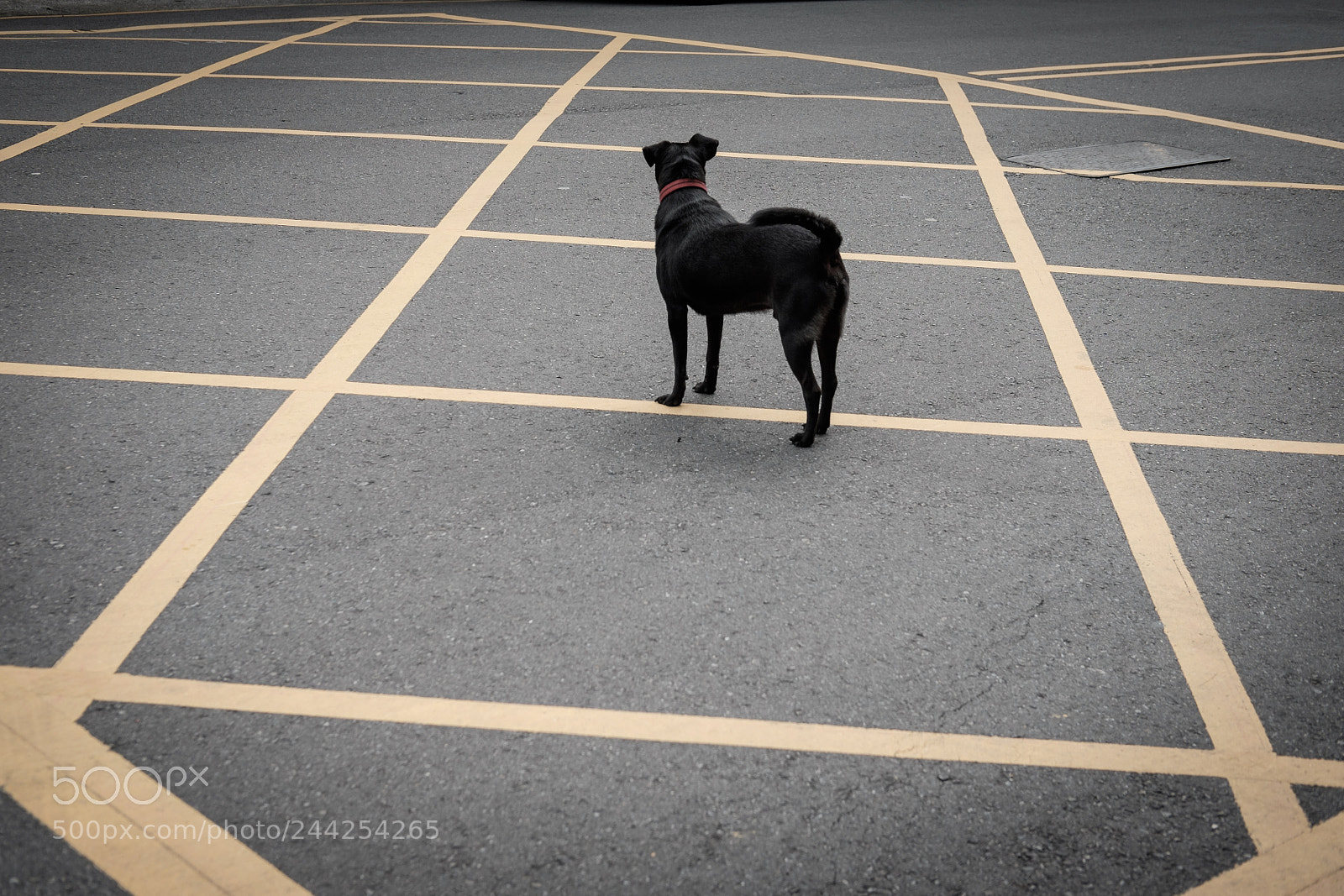 Fujifilm X-T1 sample photo. Street dog photography