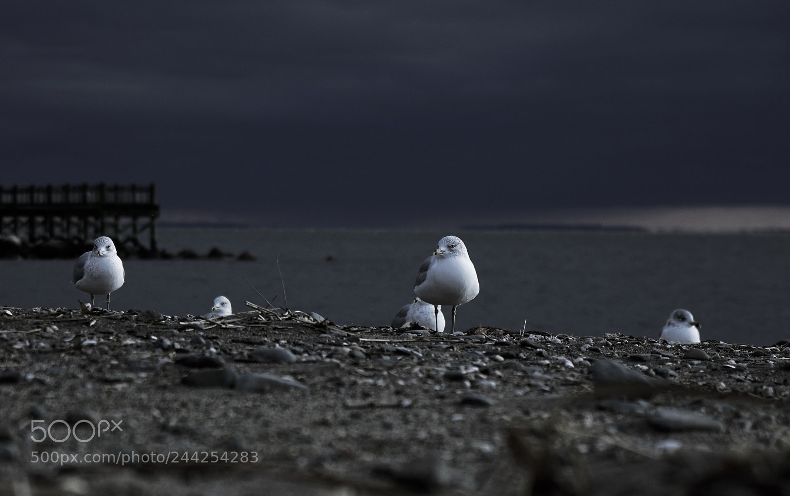 Sony a6300 sample photo. Seagull photography