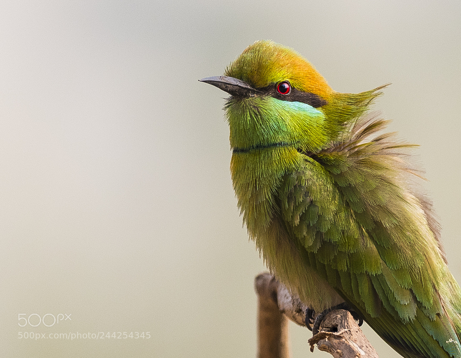 Nikon D7500 sample photo. Green bee eater photography
