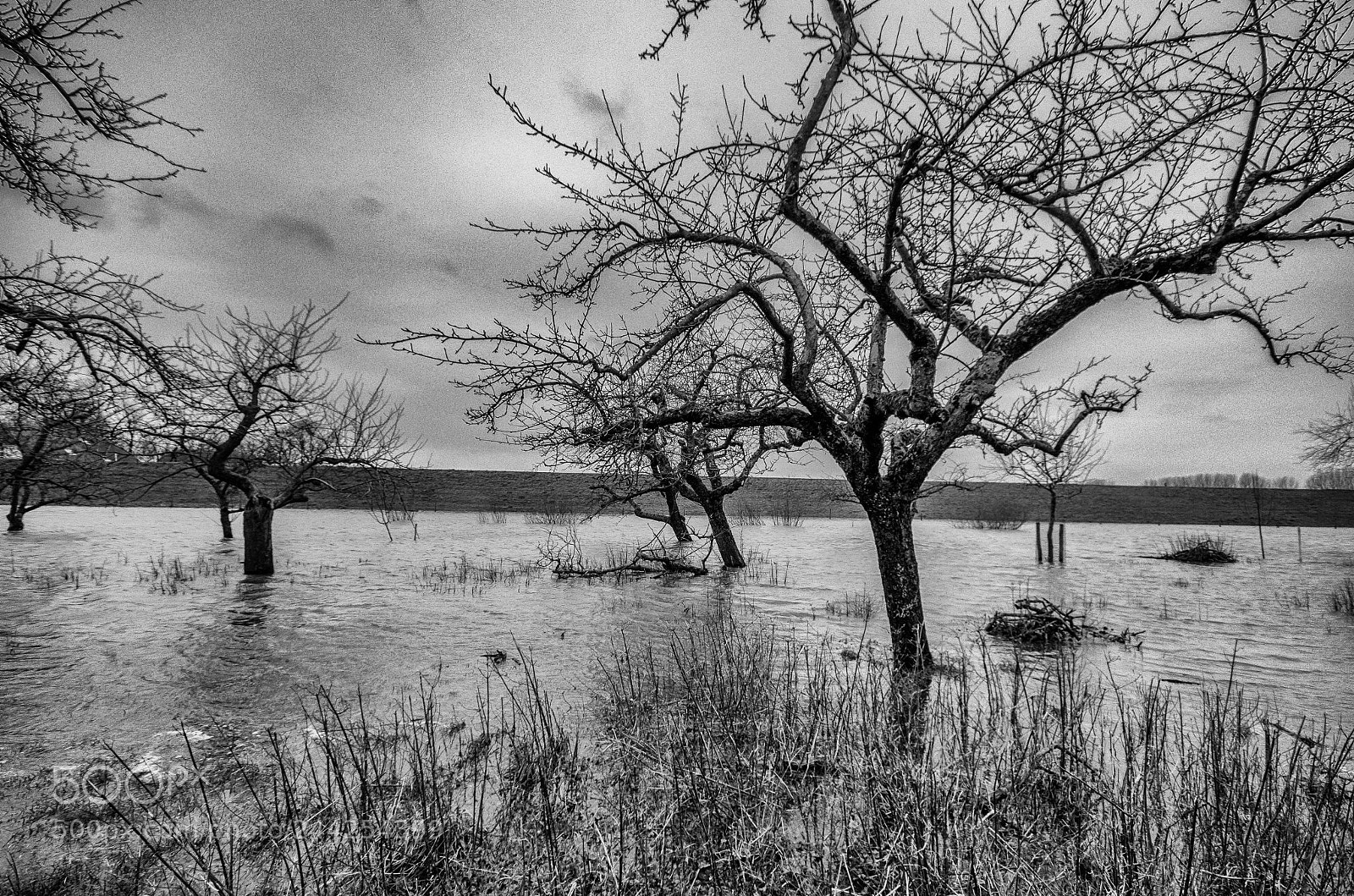 Pentax K-5 sample photo. Flooded orchard ii photography