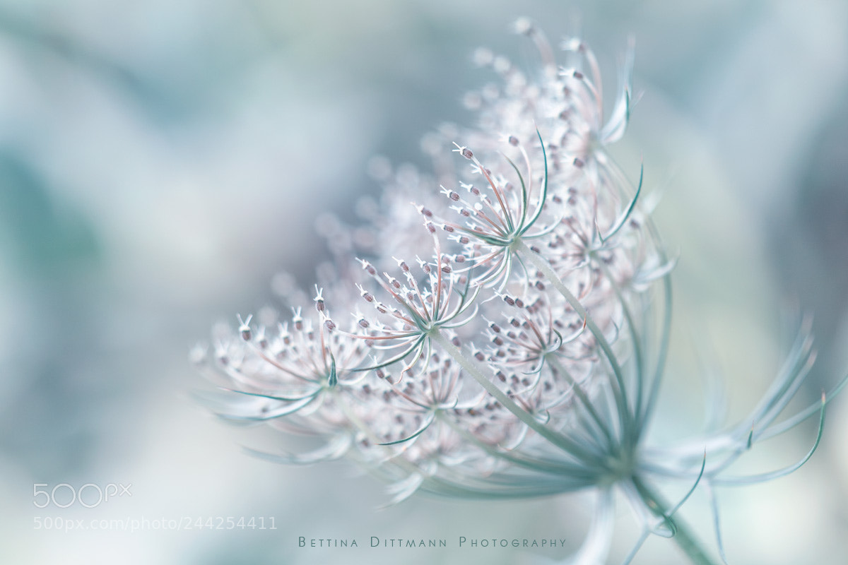 Canon EOS 7D Mark II sample photo. Wilde möhre photography