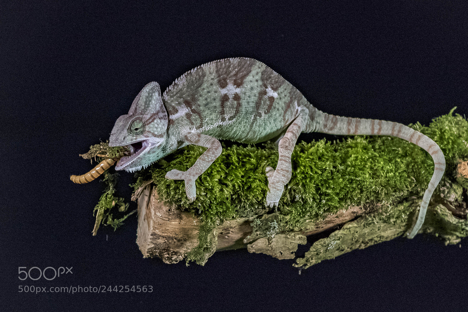 Nikon D810 sample photo. Chameleon enjoying a tasty photography