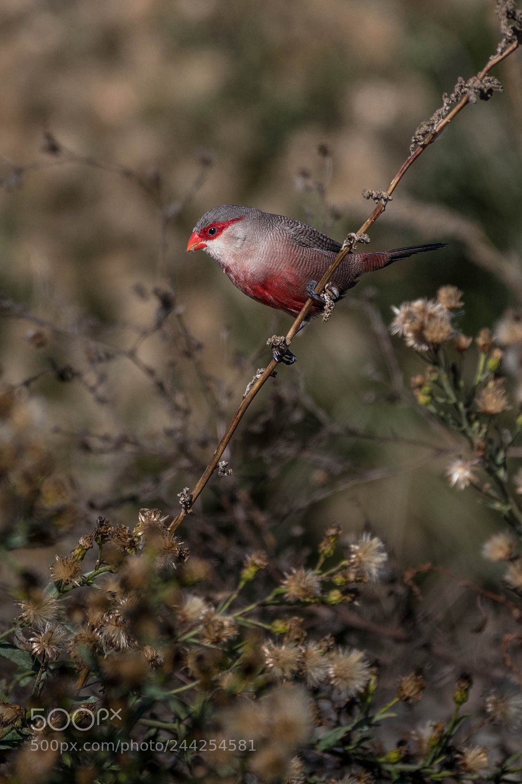 Nikon D500 sample photo. Aves photography