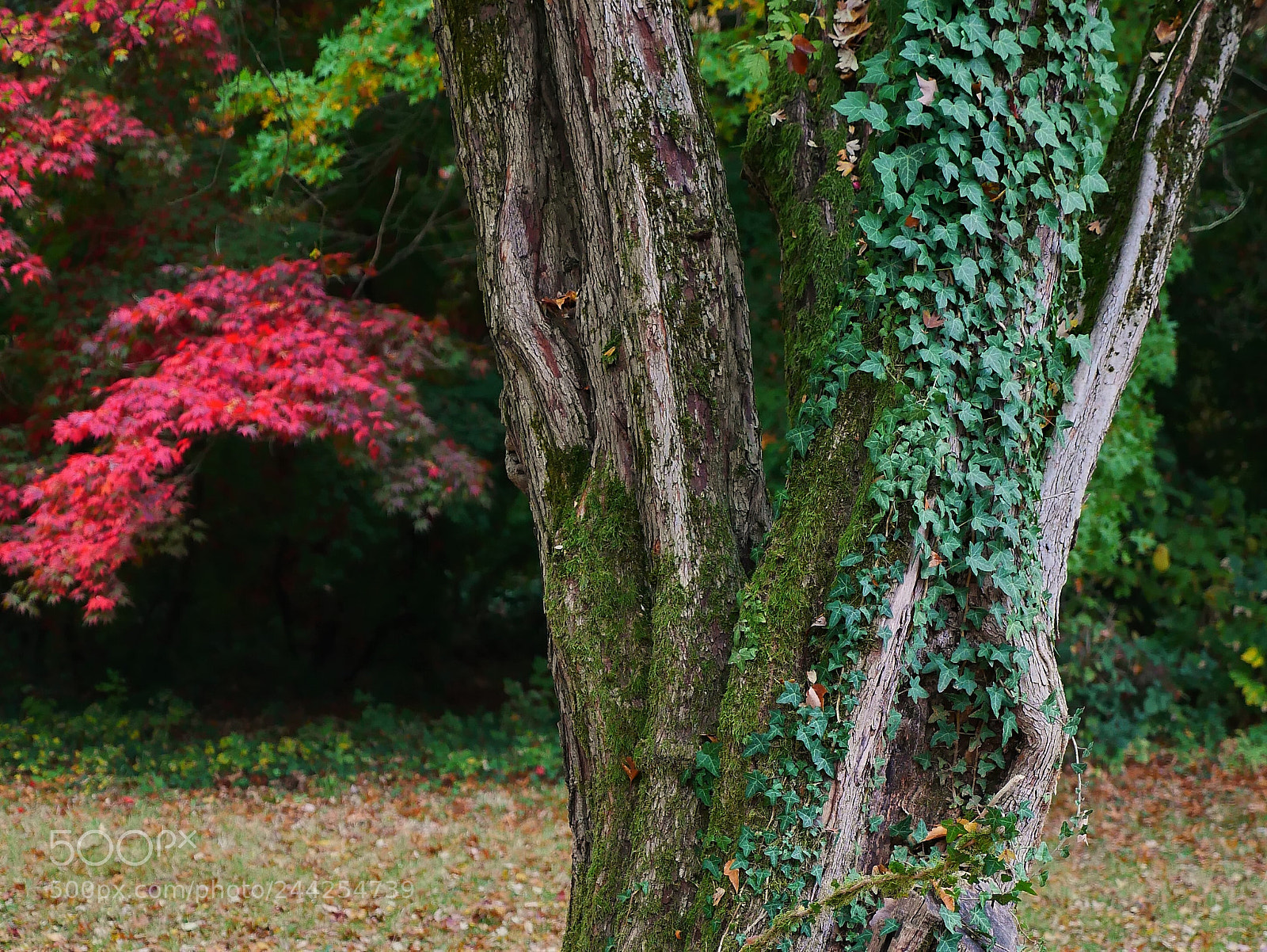 Panasonic Lumix DMC-GX85 (Lumix DMC-GX80 / Lumix DMC-GX7 Mark II) sample photo. Embracing photography