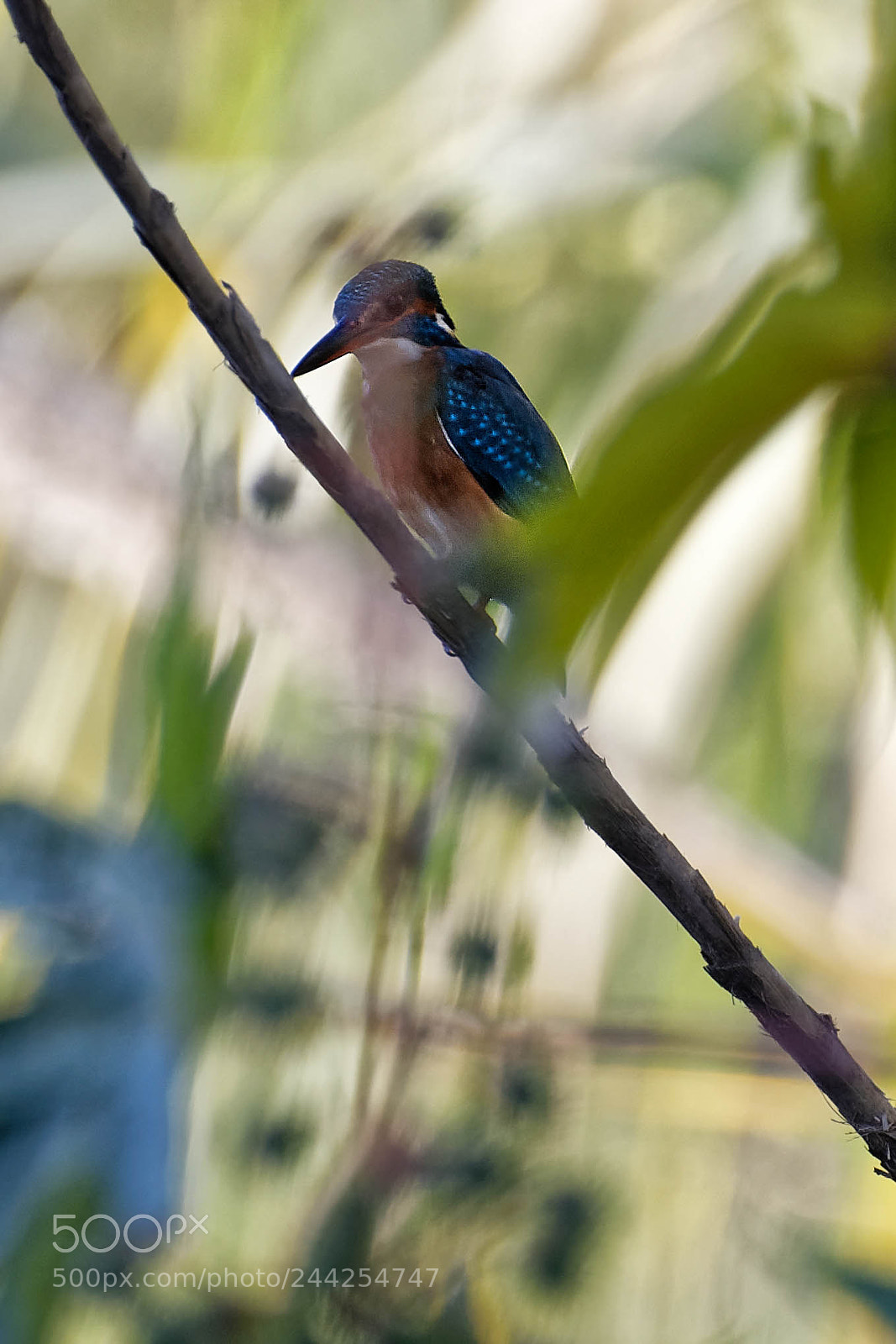 Nikon D500 sample photo. Aves photography