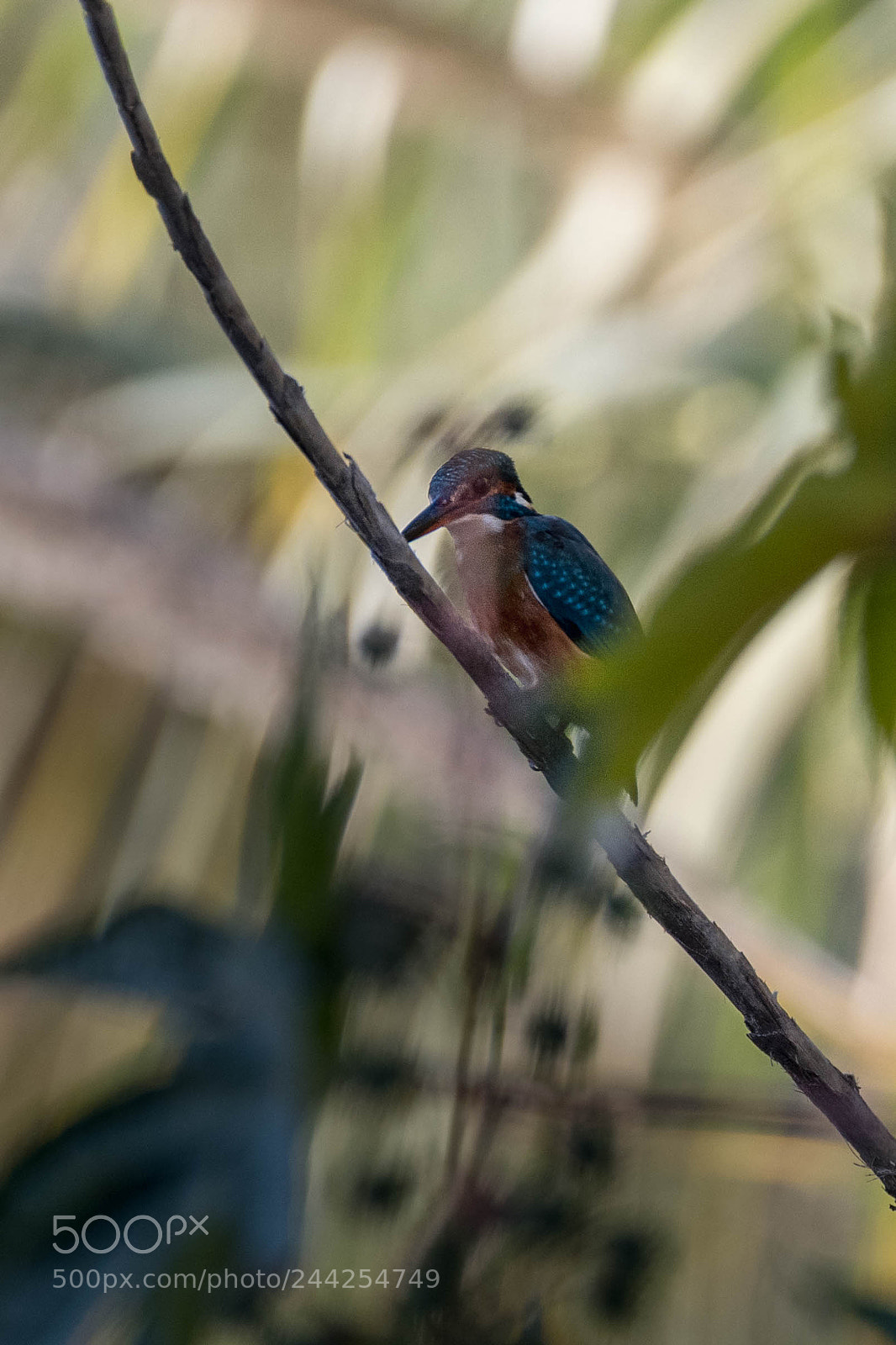 Nikon D500 sample photo. Aves photography
