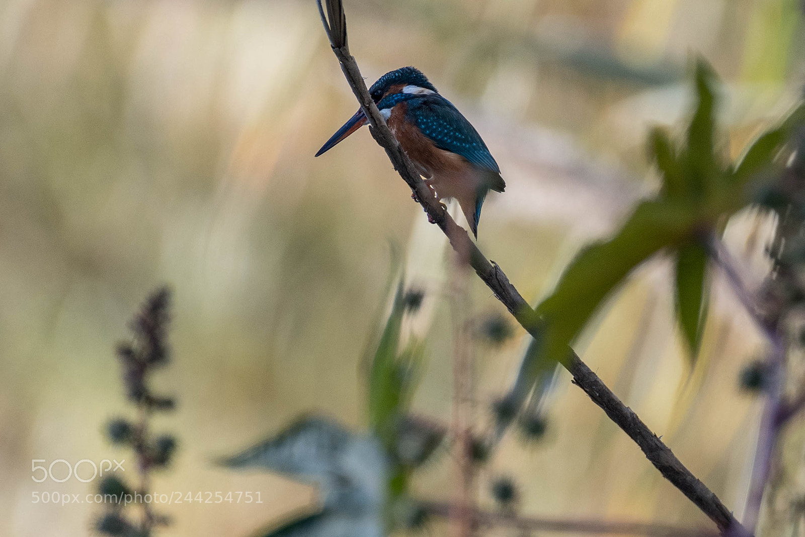 Nikon D500 sample photo. Aves photography