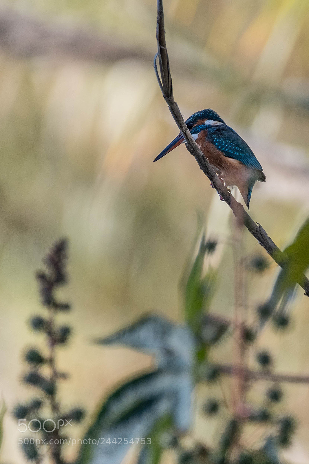 Nikon D500 sample photo. Aves photography